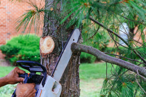 Trusted Pekin, IL Tree Removal and Landscaping Services Experts